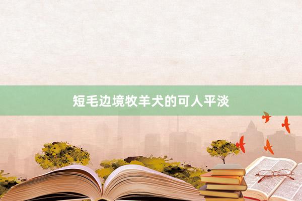 短毛边境牧羊犬的可人平淡